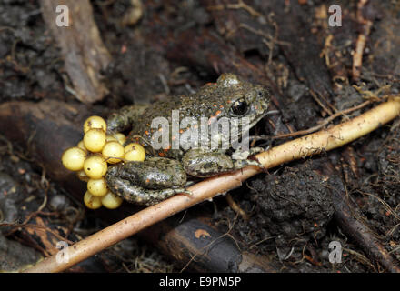 Midwife Toad - Alytes obstetricans Stock Photo