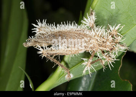 Cordyceps fungus parasitising a cricket which has died and is hanging from the vegetation in the Ecuadorian Amazon Stock Photo