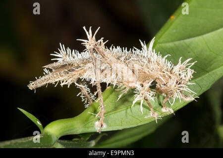 Cordyceps fungus parasitising a cricket which has died and is hanging from the vegetation in the Ecuadorian Amazon Stock Photo