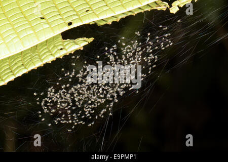 Newly hatched spiderlings in a web in the rainforest understory, Ecuador Stock Photo