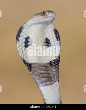Monocled Cobra - Naja kaouthia Stock Photo