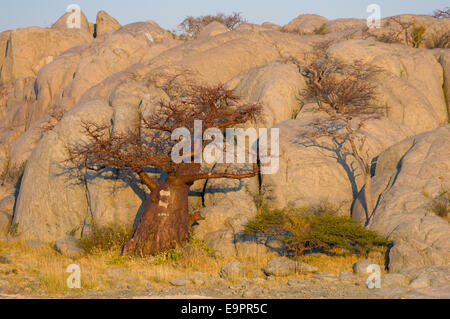 Baobab tree on the granite mass of Kubu Island (Lekhubu) at sunrise, Magkadigkadi Pan, Botswana Stock Photo