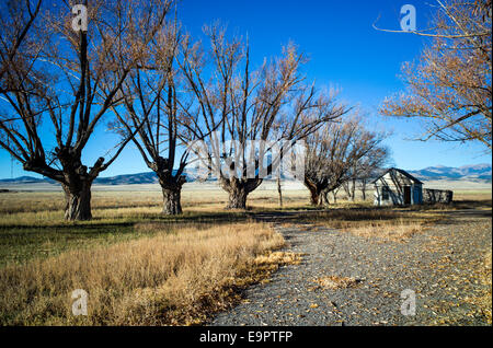 Fremont's Cottonwood trees on abandoned ranch, Monte Vista National Wildlife Refuge, Central Colorado, USA Stock Photo