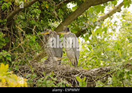 Grey Heron [Ardea cinerea] June three fledgling babies in nest. Norfolk Broads, UK Stock Photo