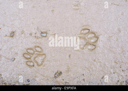 Domestic dog footprints in soft mud, Wales, UK. Stock Photo