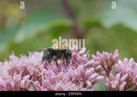 Bombus hypnorum, Tree Bumble bee feeding on Hemp Arimony, Wales, UK. Stock Photo