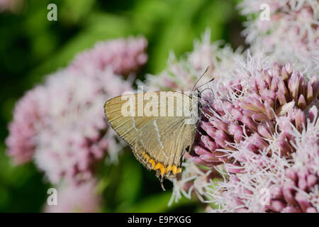 Satyrium w-album, White Letter Hairstreak Butterfly feeding on Hemp Agrimony, Wales, UK. Stock Photo