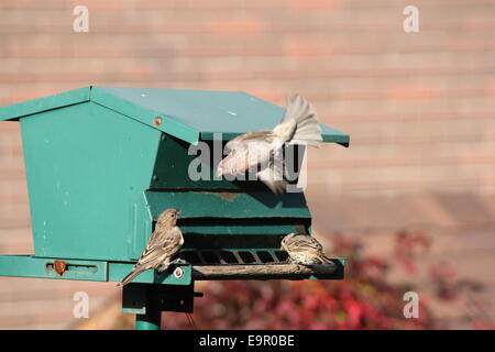 2 female house finches on a bird feeder with a male house finch flying in to land. Stock Photo