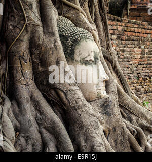 Head of Buddha statue in the tree roots at Wat Mahathat, Ayutthaya, Thailand. Stock Photo