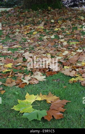 Autumn changing leaf colour in a circular shape amongst a leaf scattered floor (London Plane tree) Stock Photo