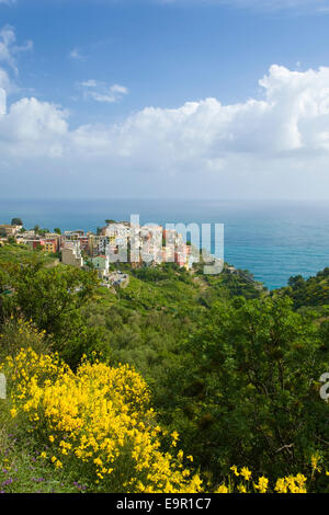 Corniglia, Cinque Terre National Park, Liguria, Italy. View to the village from hillside, flowers of common broom in foreground. Stock Photo