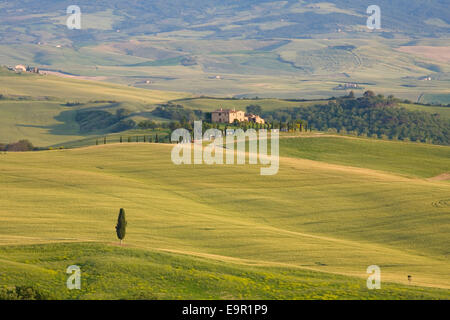Pienza, Tuscany, Italy. View across fields to solitary farmhouse typical of the Val d'Orcia, lone cypress tree in foreground.