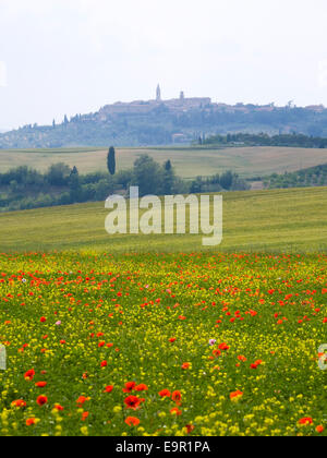 Pienza, Tuscany, Italy. View across fields to the distant hilltop town, colourful wild flowers in foreground. Stock Photo