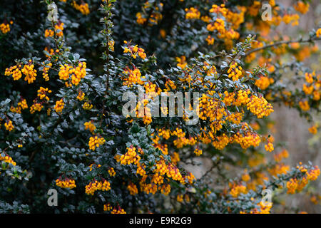 berberis darwinii compacta orange flowers flower evergreens shrubs petals plant portraits barberry prickly FM Floral Stock Photo