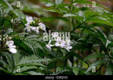 cardamine heptaphylla syn synonym dentata pinnata closeup selective focus white flowers flowering bloom spring RM Floral Stock Photo