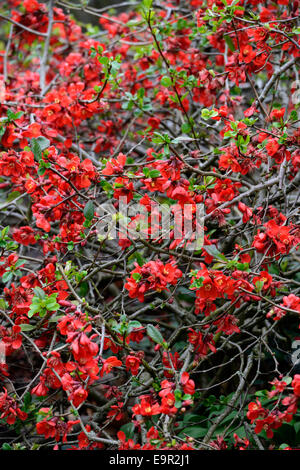 chaenomeles superba boule de feu Flowering quince cultivar hardy shrub red flowers spring flower bloom blossom RM Floral Stock Photo