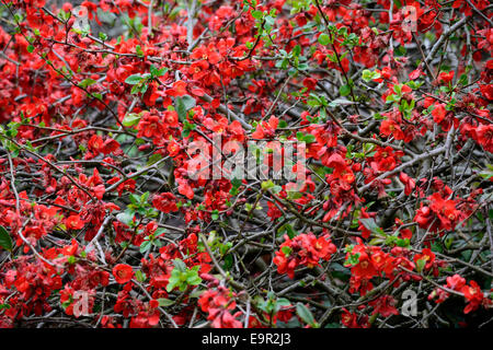 chaenomeles superba boule de feu Flowering quince cultivar hardy shrub red flowers spring flower bloom blossom RM Floral Stock Photo