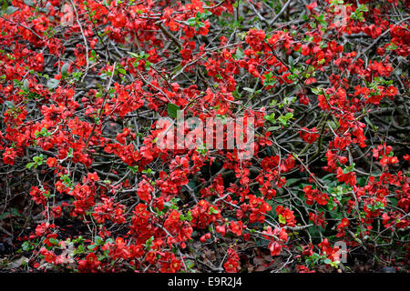 chaenomeles superba boule de feu Flowering quince cultivar hardy shrub red flowers spring flower bloom blossom RM Floral Stock Photo