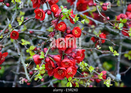 Flowering quince Chaenomeles x superba hollandia cultivar hardy shrub red flowers spring flower bloom blossom RM Floral Stock Photo
