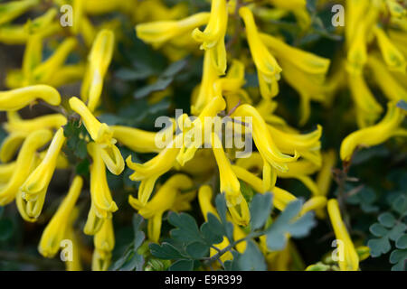 corydalis wilsonii yellow flowering spring flowers perennials woodland wood shade blue plant portraits close ups RM Floral Stock Photo
