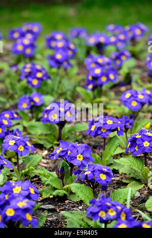 primula crescendo blue polyanthus group blue flowers flowering blooms blossoms yellow eye bedding annuals RM floral Stock Photo