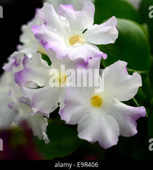 primula allionii ethel wilkes purple white flowers primrose flora floral bloom blossom pink macro closeup close up Stock Photo