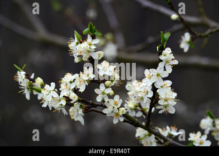prunus insititia merryweather blossom damson flower plum spring white flowers blooms fruit tree RM Floral Stock Photo
