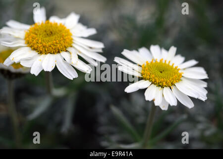 rhodanthemum hosmariense syn Leucanthemum Moroccan white yellow flower flowers flowering Aster Asteraceae Daisy Stock Photo