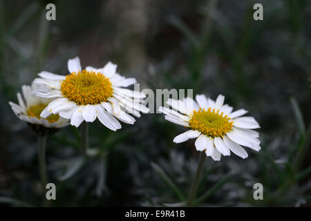 rhodanthemum hosmariense syn Leucanthemum Moroccan white yellow flower flowers flowering Aster Asteraceae Daisy Stock Photo