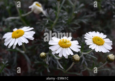 rhodanthemum hosmariense syn Leucanthemum Moroccan white yellow flower flowers flowering Aster Asteraceae Daisy Stock Photo