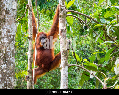 Female Borneo Orangutan at the Semenggoh Nature Reserve near Kuching, Malaysia. Stock Photo