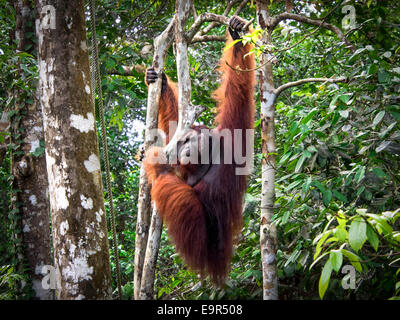 Alpha male Borneo Orangutan at the Semenggoh Nature Reserve, Kuching, Malaysia. Stock Photo