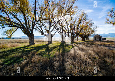 Fremont's Cottonwood trees on abandoned ranch, Monte Vista National Wildlife Refuge, Central Colorado, USA Stock Photo