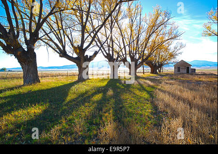 Fremont's Cottonwood trees on abandoned ranch, Monte Vista National Wildlife Refuge, Central Colorado, USA Stock Photo