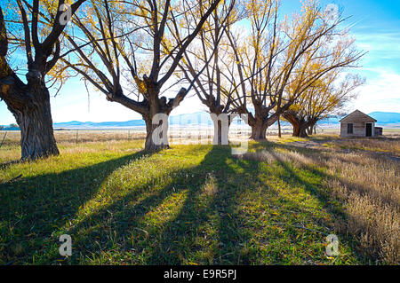 Fremont's Cottonwood trees on abandoned ranch, Monte Vista National Wildlife Refuge, Central Colorado, USA Stock Photo