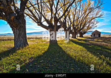 Fremont's Cottonwood trees on abandoned ranch, Monte Vista National Wildlife Refuge, Central Colorado, USA Stock Photo