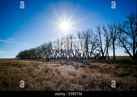 Fremont's Cottonwood trees on abandoned ranch, Monte Vista National Wildlife Refuge, Central Colorado, USA Stock Photo