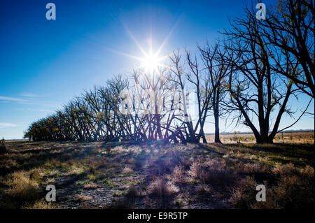 Fremont's Cottonwood trees on abandoned ranch, Monte Vista National Wildlife Refuge, Central Colorado, USA Stock Photo