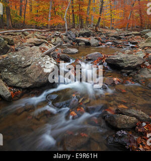 Autumn foliage at Big Hunting Creek in Cunningham Falls State Park in Frederick Country, Maryland Stock Photo