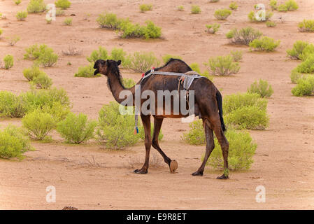 Bactrian Camel in Desert Oasis. Digital painting full ...