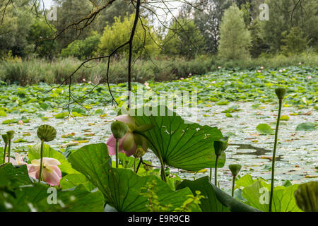 The natural reserve 'Parco del loto' Lotus green area in Italy: a wide pond in which lotus flowers (nelumbo nucifera) and water-lilies grow freely creating a beautiful natural environment. Stock Photo