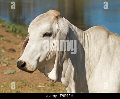 Head of young white brahman /  zebu cow, Bos indicus, with background of blue water of dam in outback Australia Stock Photo