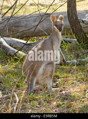 Portrait of beautiful Australian whiptail wallaby, Macropus parryi, in the wild at Kroombit Tops National Park Qld Stock Photo