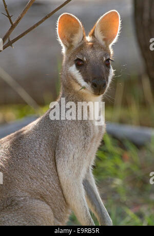 Portrait of beautiful Australian whiptail wallaby, Macropus parryi, in the wild at Kroombit Tops National Park Stock Photo