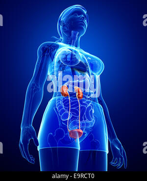 Illustration of Female urinary system Stock Photo