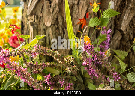 Plastic and real votive flowers under a tree supporting a votive aedicula in the Emilia Romagna region in Northern Italy. Simple country Flowers are at the foot of the tree surrounded by green weeds: colors are yellow, pink, fuchsia, purple, white Stock Photo