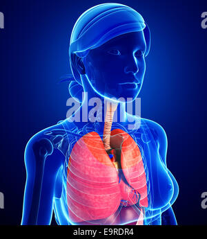 Illustration of female respiratory system Stock Photo