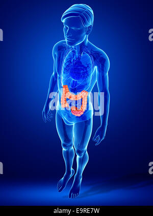 Illustration of large intestine anatomy Stock Photo