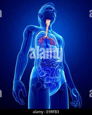 Illustration of male throat anatomy Stock Photo