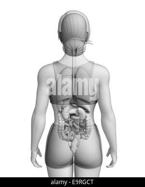 Illustration of female digestive system Stock Photo